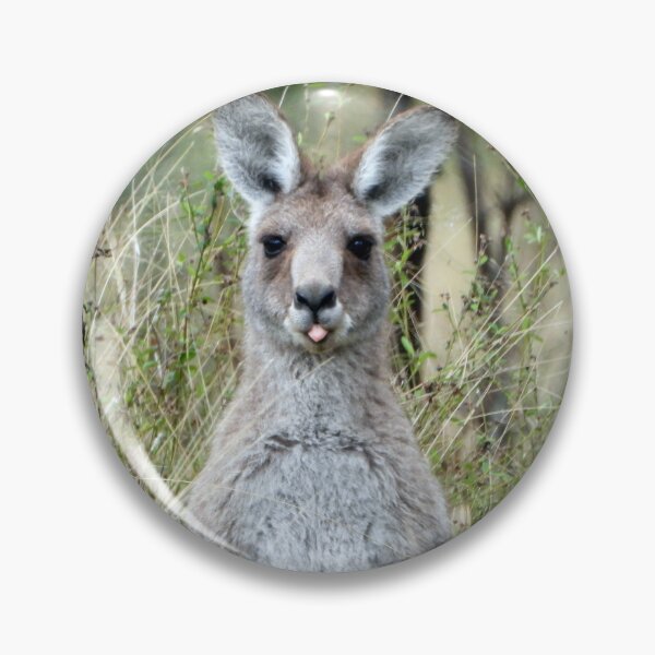 Item preview, Comical moment with a Roo, Connelly Dam, Silverwood, Queensland designed and sold by Lynette2025.