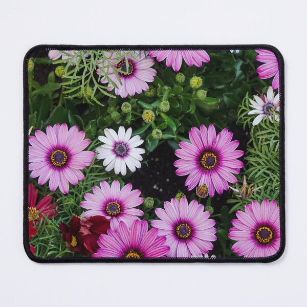 Item preview, Pink and White African Daisies from Above designed and sold by pigeonlovrs.