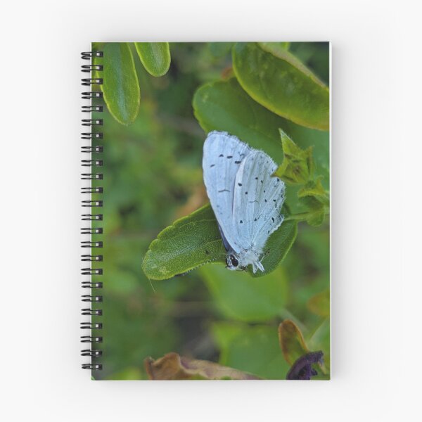 Item preview, Holly Blue butterfly (Celastrina argiolus) designed and sold by PrettyAround.