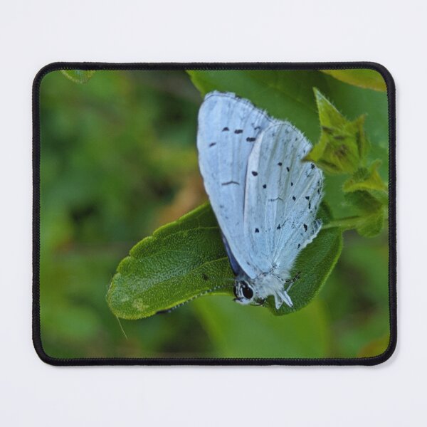 Item preview, Holly Blue butterfly (Celastrina argiolus) designed and sold by PrettyAround.