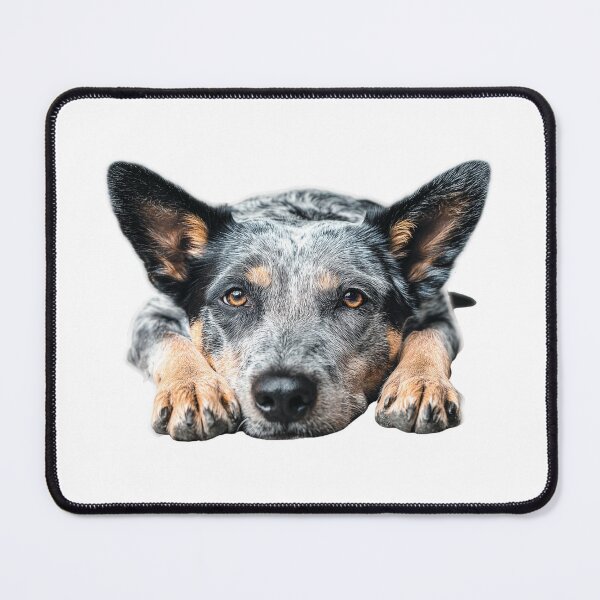Item preview, Cute Australian Cattle Dog Peeking | Blue Heeler Dog Face | ACD Lover Sticker designed and sold by Yogabyadeola.