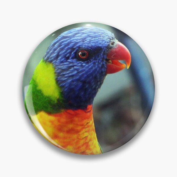 Item preview, Here's looking at you, kid! Rainbow Lorikeet, Warwick, Queensland designed and sold by Lynette2025.