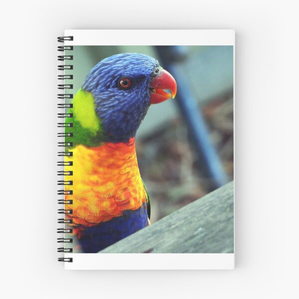 Item preview, Here's looking at you, kid! Rainbow Lorikeet, Warwick, Queensland designed and sold by Lynette2025.