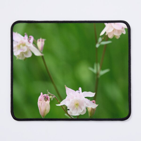 Item preview, Dash of pink. Columbine designed and sold by Jouko Lehto Photography.