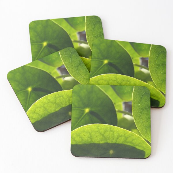 Item preview, Sunlit Money Plant Leaves — Backlit Pilea Botanical Macro Photography designed and sold by PrettyAround.