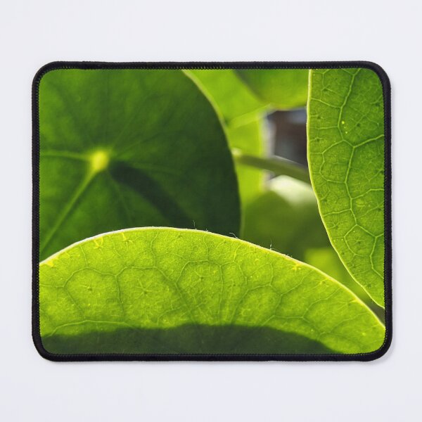 Item preview, Sunlit Money Plant Leaves — Backlit Pilea Botanical Macro Photography designed and sold by PrettyAround.