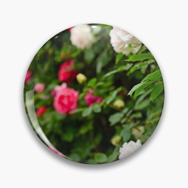 Item preview, White and red roses garden in Volksgarten, Vienna, springtime, Austria designed and sold by goceris.