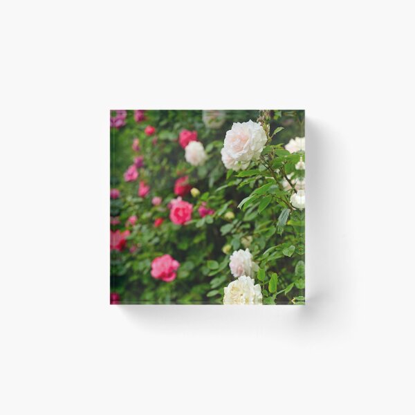 Item preview, White and red roses garden in Volksgarten, Vienna, springtime, Austria designed and sold by goceris.