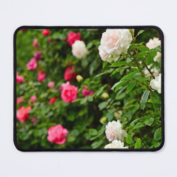 Item preview, White and red roses garden in Volksgarten, Vienna, springtime, Austria designed and sold by goceris.