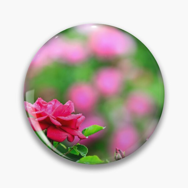 Item preview, Red roses with raindrops on the leaves, Volksgarten in Vienna, Austria designed and sold by goceris.