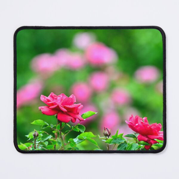 Item preview, Red roses with raindrops on the leaves, Volksgarten in Vienna, Austria designed and sold by goceris.