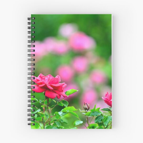 Item preview, Red roses with raindrops on the leaves, Volksgarten in Vienna, Austria designed and sold by goceris.