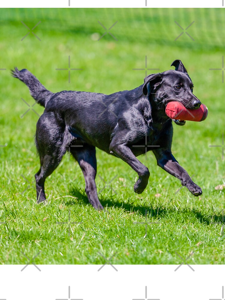 Black labrador shop t shirt