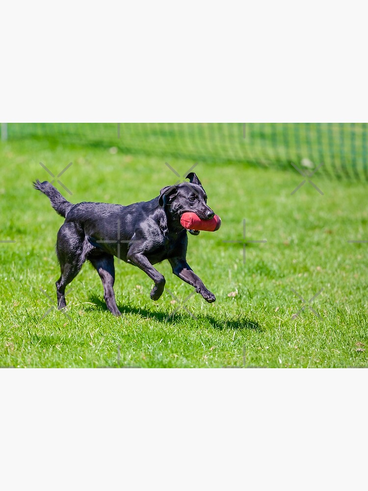 caza de labrador negro