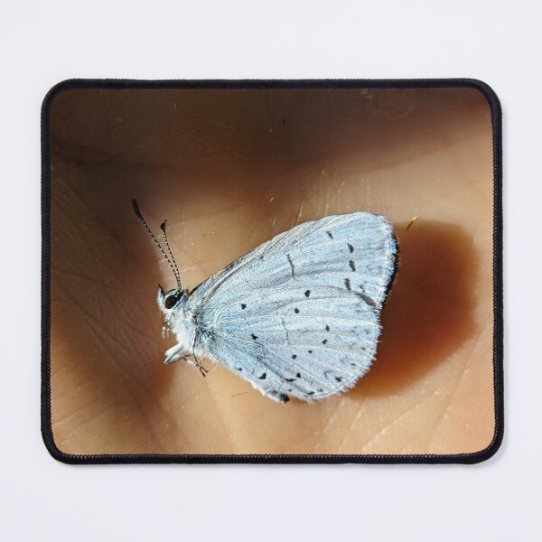 Item preview, Holly Blue Butterfly on Palm. Macro Nature Photography designed and sold by PrettyAround.