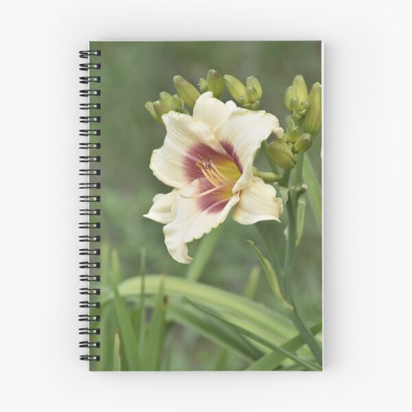 Item preview, White Daylily with Burgundy Center Vertical Photo designed and sold by TathataPhotos.