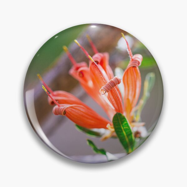 Item preview, Many-Flowered Honeysuckle Lambertia Multiflora - Fine Art designed and sold by MinzMarchStudio.