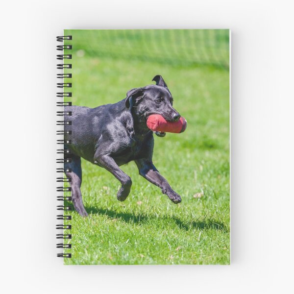 Item preview, Black labrador at gun dog trials designed and sold by Dalyndigital Photography.