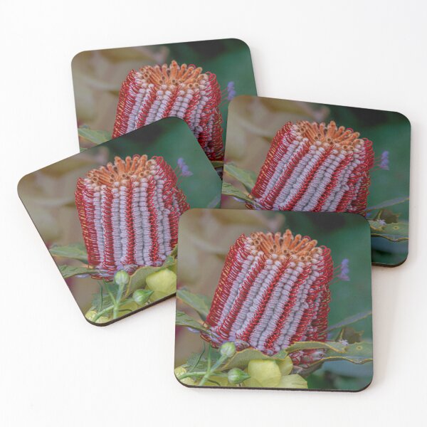 Item preview, Scarlet Banksia (Banksia Coccinea) Macro designed and sold by MinzMarchStudio.