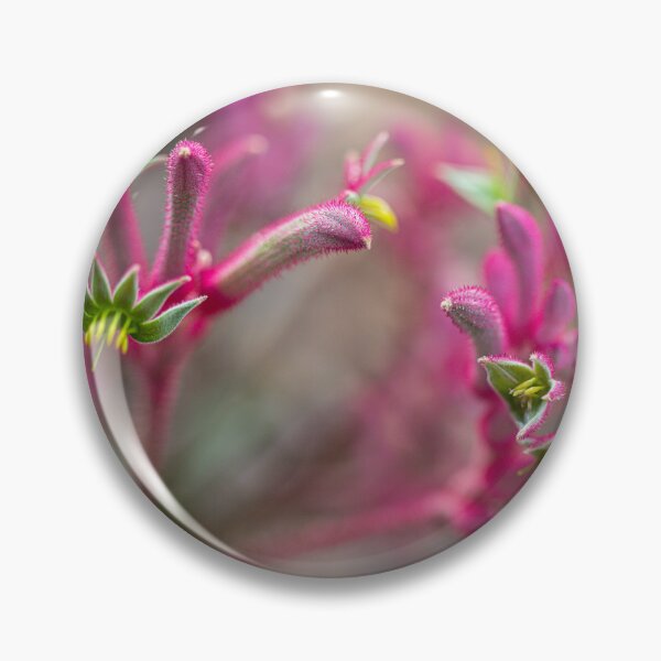 Item preview, Australian Pink Kangaroo Paw - Velvety Bush Pearl  designed and sold by MinzMarchStudio.