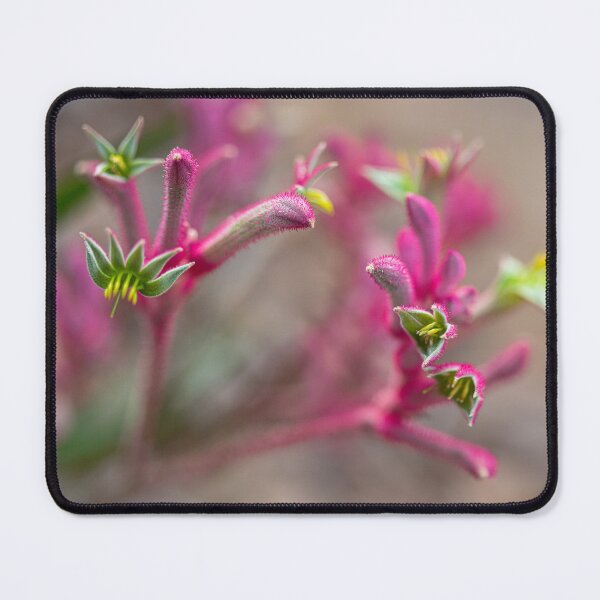 Item preview, Australian Pink Kangaroo Paw - Velvety Bush Pearl  designed and sold by MinzMarchStudio.