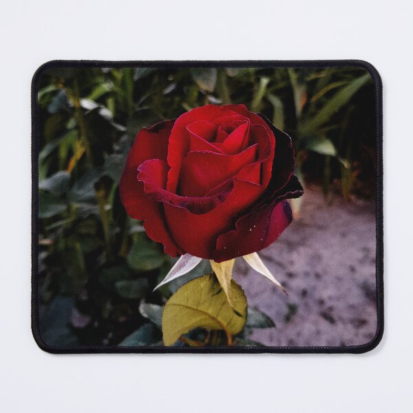 Item preview, Beautiful Red Rose Close Up designed and sold by Madmazell-007.