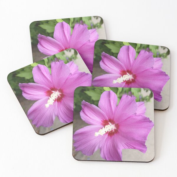 Item preview, Close Up of Purple Rose of Sharon Hibiscus Flower in Bloom designed and sold by PhuongVoArt.