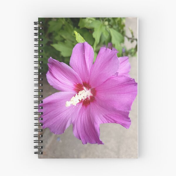 Item preview, Close Up of Purple Rose of Sharon Hibiscus Flower in Bloom designed and sold by PhuongVoArt.