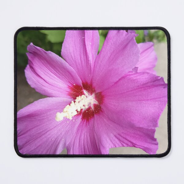 Item preview, Close Up of Purple Rose of Sharon Hibiscus Flower in Bloom designed and sold by PhuongVoArt.