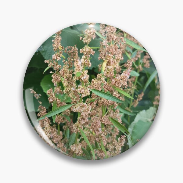 Item preview, Brown Wild Dock Seed Heads in Natural Forest Vegetation designed and sold by PhuongVoArt.