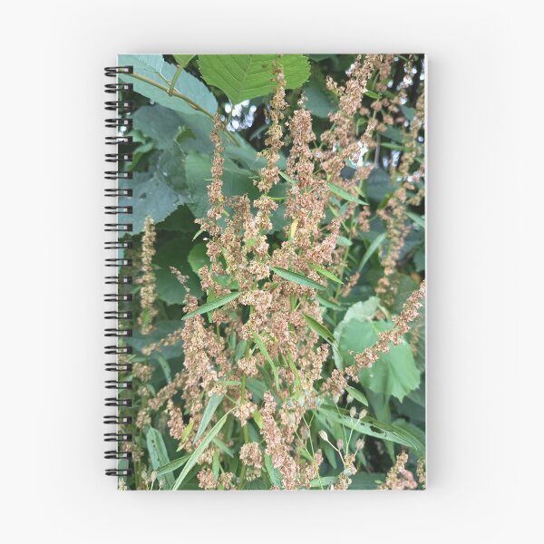 Item preview, Brown Wild Dock Seed Heads in Natural Forest Vegetation designed and sold by PhuongVoArt.