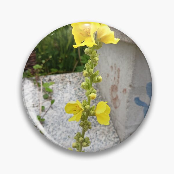 Item preview, Yellow Common Mullein Flower Blooming in an Urban Garden designed and sold by PhuongVoArt.