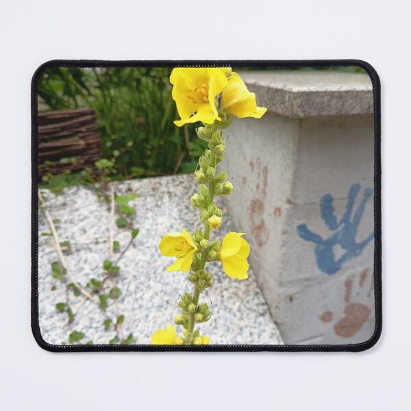 Item preview, Yellow Common Mullein Flower Blooming in an Urban Garden designed and sold by PhuongVoArt.