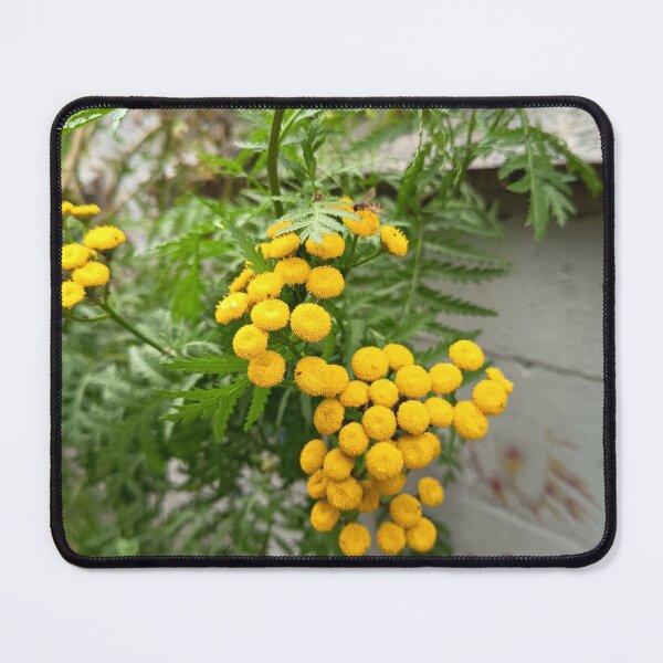 Item preview, Yellow Tansy Flowers Blooming with Hoverfly in a Garden designed and sold by PhuongVoArt.