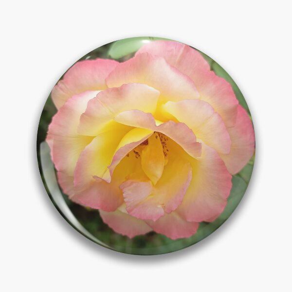 Item preview, Close Up of Yellow and Pink Roses Blooming in a Garden designed and sold by PhuongVoArt.