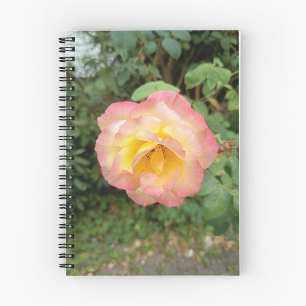 Item preview, Close Up of Yellow and Pink Roses Blooming in a Garden designed and sold by PhuongVoArt.