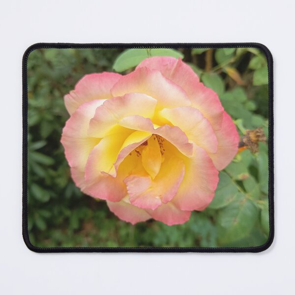 Item preview, Close Up of Yellow and Pink Roses Blooming in a Garden designed and sold by PhuongVoArt.