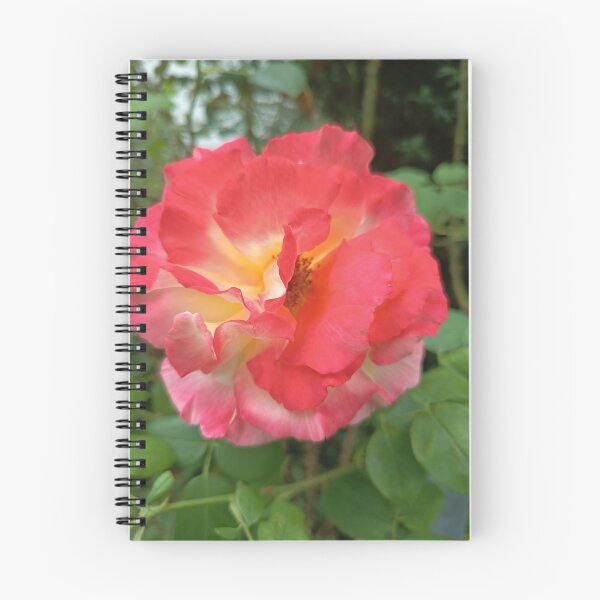 Item preview, Close Up of Red and Yellow Bicolor Rose Blooming in a Garden designed and sold by PhuongVoArt.