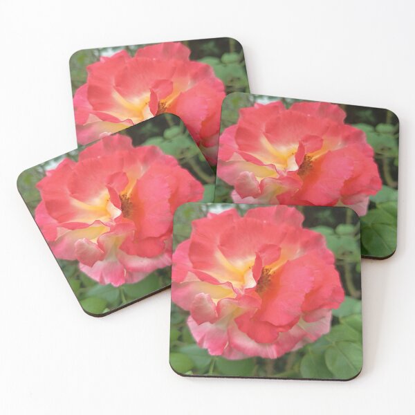Item preview, Close Up of Red and Yellow Bicolor Rose Blooming in a Garden designed and sold by PhuongVoArt.