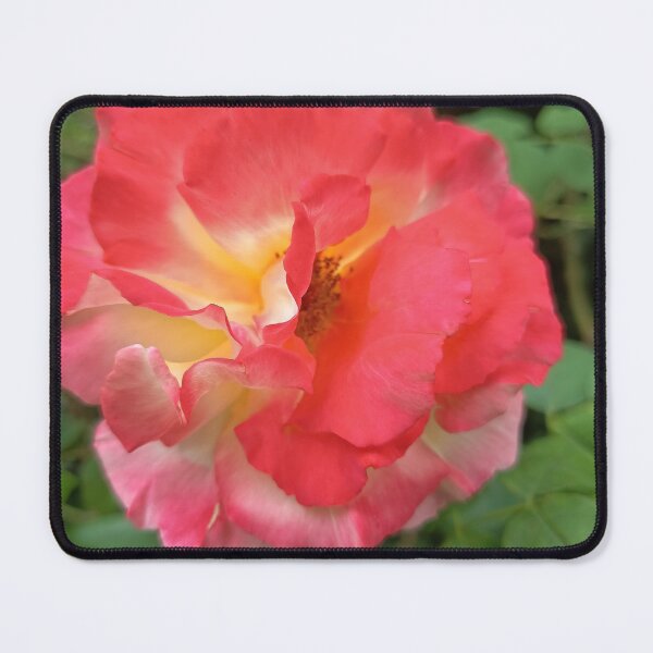 Item preview, Close Up of Red and Yellow Bicolor Rose Blooming in a Garden designed and sold by PhuongVoArt.