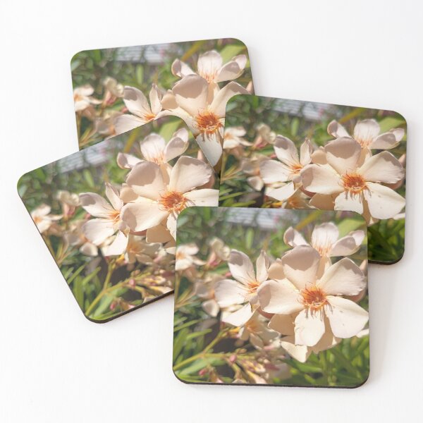 Item preview, Close Up of White Oleander Flowers Blooming in Bright Sunlight designed and sold by PhuongVoArt.