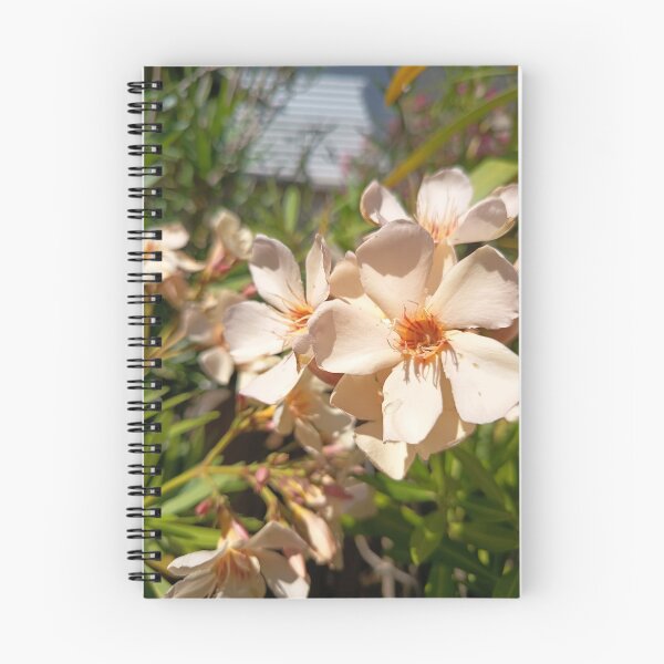 Item preview, Close Up of White Oleander Flowers Blooming in Bright Sunlight designed and sold by PhuongVoArt.