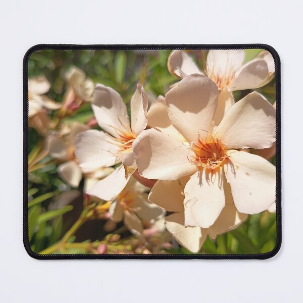 Item preview, Close Up of White Oleander Flowers Blooming in Bright Sunlight designed and sold by PhuongVoArt.