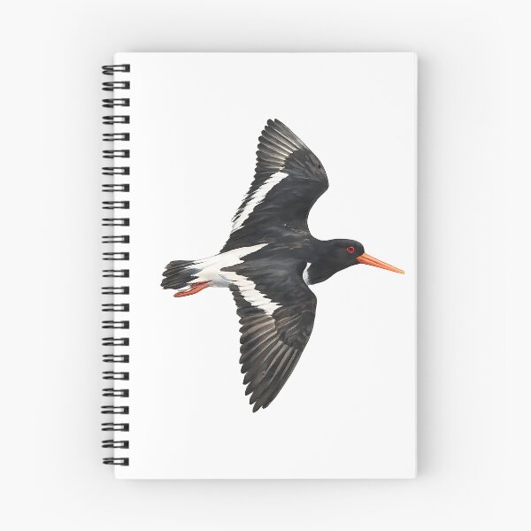 Artikelvorschau, Pied Oystercatcher in Flight Watercolour Painting entworfen und verkauft von Jaruart.