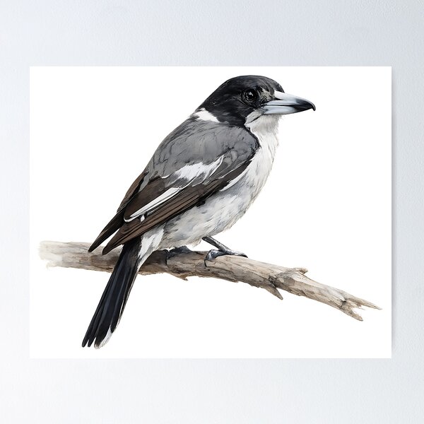 Item preview, Grey Butcherbird Watercolour Illustration designed and sold by Jaruart.