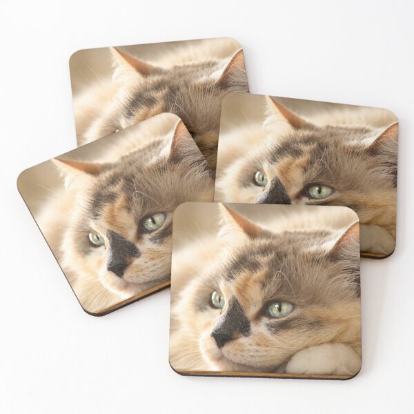Item preview, Peaceful Cat Portrait | Warm Cozy Feline Fine Art Photography designed and sold by Kimberly Palmer.