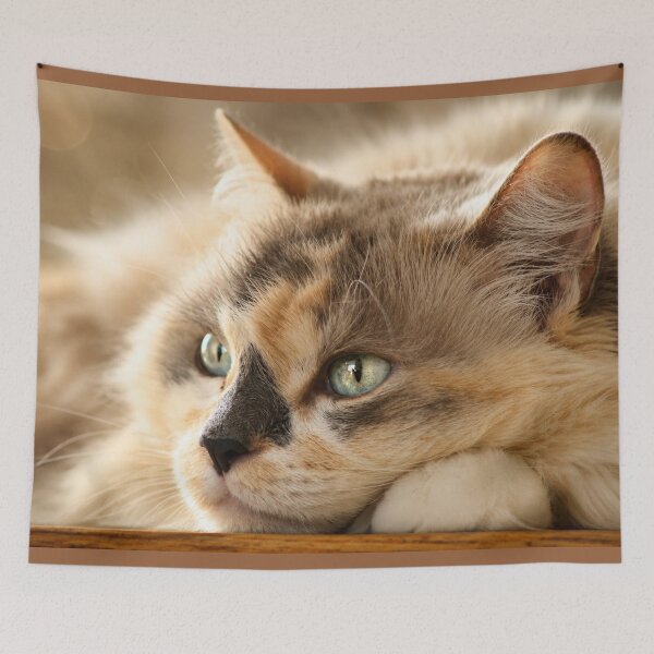 Item preview, Peaceful Cat Portrait | Warm Cozy Feline Fine Art Photography designed and sold by Kimberly Palmer.