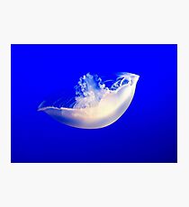 Jelly fish in blue Photographic Print