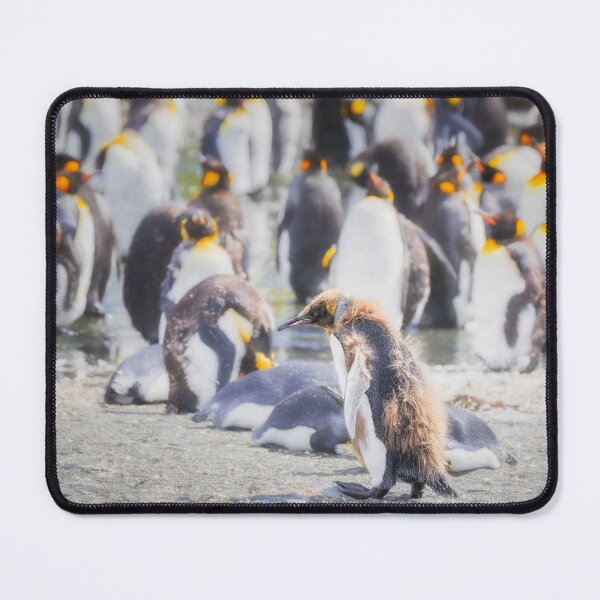 Item preview, Scruffy King Penguin South Georgia Island designed and sold by PhotoArt by Joan Carroll.
