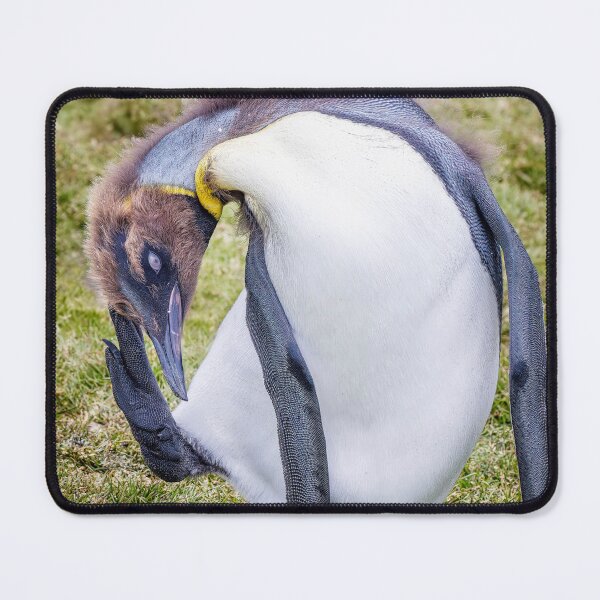 Item preview, Juvenile King Penguin Preening South Georgia Island designed and sold by PhotoArt by Joan Carroll.
